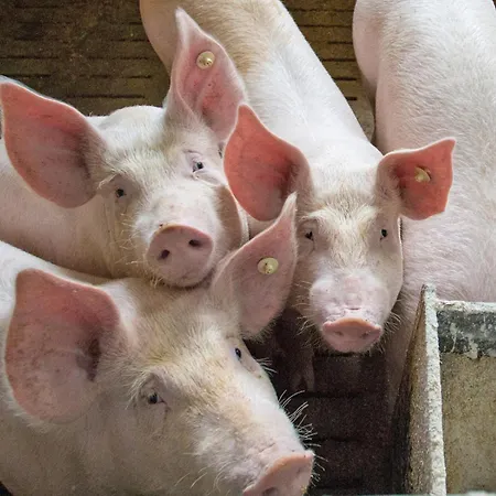 公寓 Bieke Finnentrop