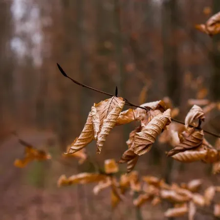 Bieke Апартаменты