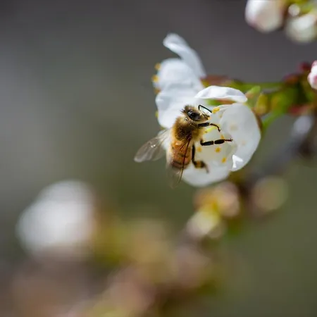 Bieke Апартаменты