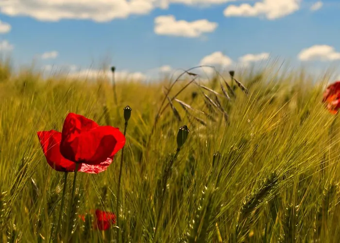 Bieke Appartamento *